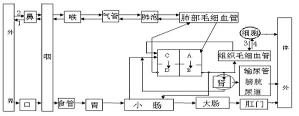 下图为人体呼吸系统 消化系统 循环系统和泌尿系统的生理活动示意图 请据图回答下列问题 1 图中1和2比较 1中的 和 气体比2中 满分5 满分网